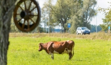 Lauksaimnieku organizācijas: Eiropai ir pienākums atbalstīt piena ražotājus