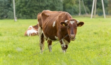 Lauksaimnieku organizācijas un zemkopības ministrs J.Dūklavs vienojas par 8,45 miljonu eiro sadali piena ražotāju un cūkaudzētāju atbalstam