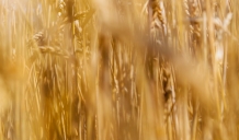 2015. gadā graudu kopējā raža Latvijā pirmo reizi vēsturē ir sasniegusi trīs miljonus tonnu