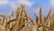 LLKA biedru rindas papildina bioloģiskās graudkopības un sēklkopības nozares kooperatīvs “BIO DRUVA”