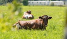 Vērtēšanas ekspertiem snieguma pārbaudes dati jāiesniedz 20 dienās pēc slaucamās govs novērtēšanas