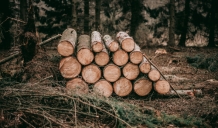 Lai uzlabotu meža vērtību