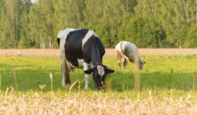 Lauksaimnieku NVO pārstāvji ar Komermercbanku asociāciju pārrunāja nepieciešamību ieviest ārkārtas situāciju piena nozarē
