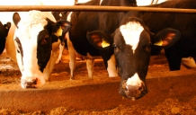 Lauksaimniecības pakalpojumu otrā līmeņa kooperatīvās sabiedrības piena nozarē varēs pieteikties atbalstam 