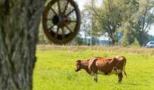 Izmaiņas 7,6 miljonu eiro atbalsta piešķiršanas kārtībā piena ražotājiem 