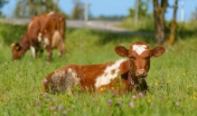 Rīt, 15.septembrī stāsies spēkā MK noteikumi par piena ražošanas samazināšanu