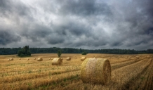 Lai saņemtu maksājumus, zāle jānopļauj un jānovāc. Smalcināt nedrīkst!