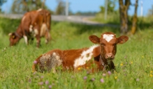 LAD izmaksā ārkārtas atbalstu piena lopkopjiem un liellopu audzētājiem