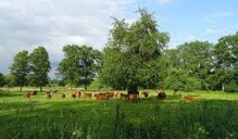 Iespēja pieteikties atbalstam ražas, dzīvnieku un augu apdrošināšanai