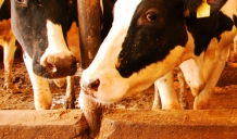 Piena lopkopības saimniecības spiestas samazināt lopu skaitu