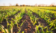 Lauksaimnieki saņems atbalstu pavasarī un vasarā krīzes radīto seku novēršanai
