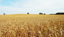 Ar 2,8 miljoniem eiro papildināts finansējums “Altum” apgrozāmo līdzekļu iegādei lauksaimniecībā, mežsaimniecībā, zvejniecībā un akvakultūrā